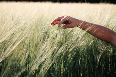 Cropped image of hand touching grass