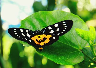 Close-up of butterfly perching on leaf