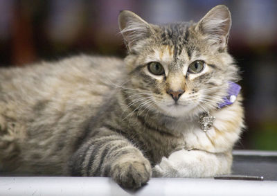 Close-up portrait of tabby cat