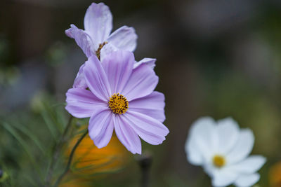 Close-up of purple cosmos flower