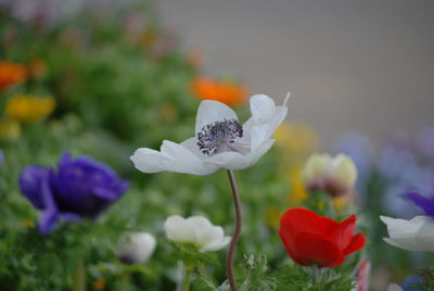 Close-up of flowers blooming outdoors