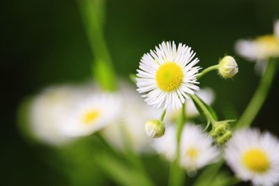 Close-up of white flowers blooming outdoors