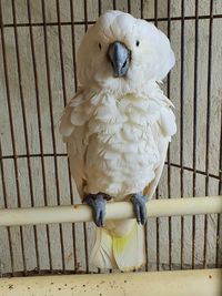 Close-up of parrot perching on wood in cage