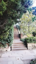 Ivy growing on steps in garden