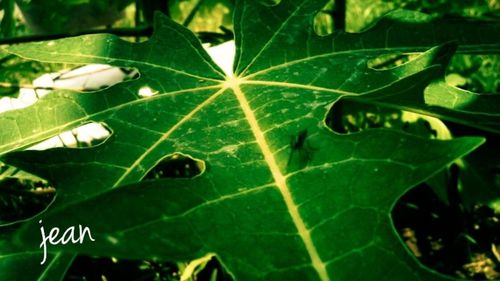 Close-up of leaves