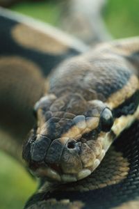 Close-up of crab in zoo