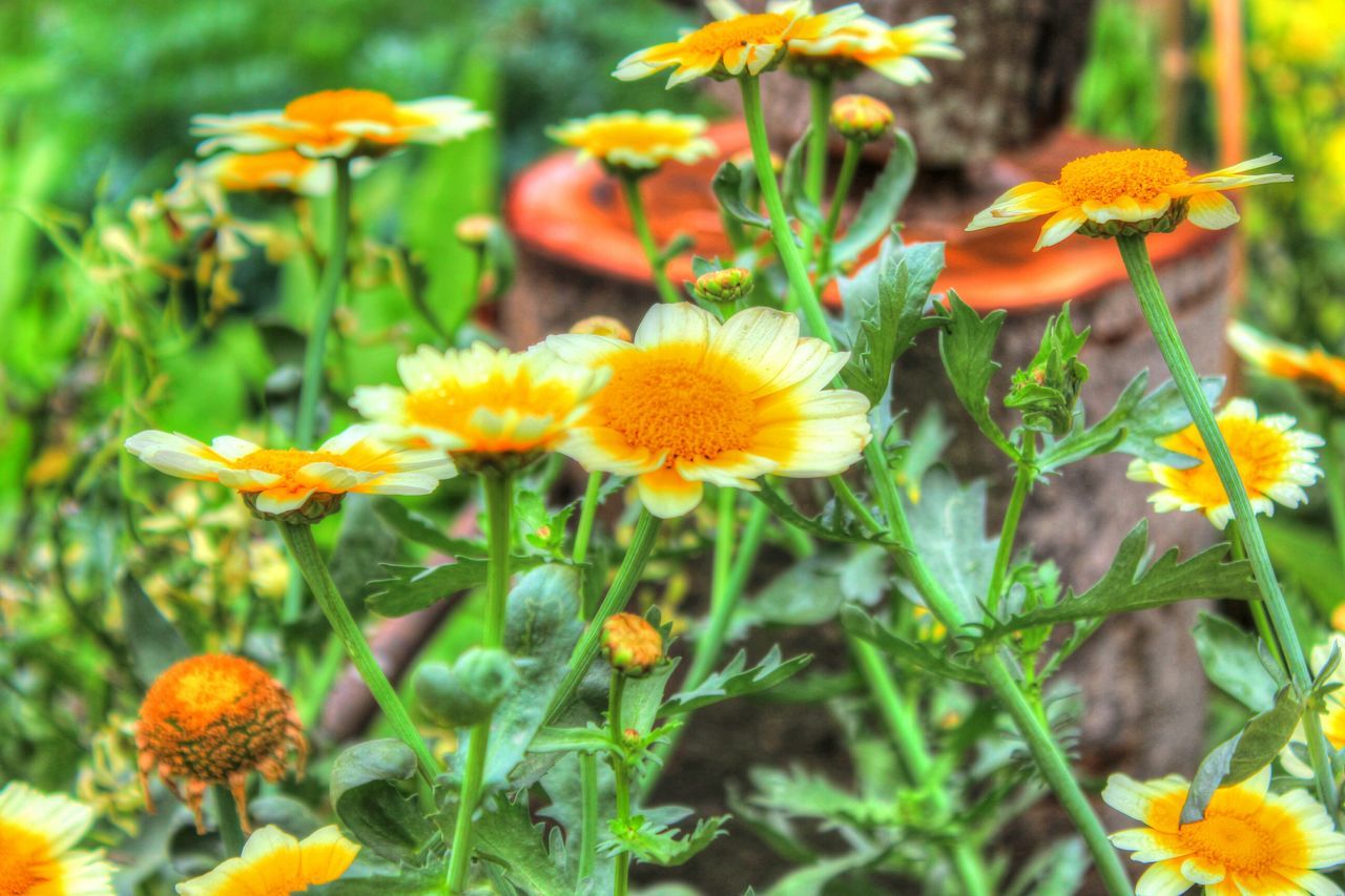 flower, freshness, petal, fragility, yellow, growth, flower head, beauty in nature, blooming, plant, nature, focus on foreground, close-up, field, pollen, in bloom, stem, day, no people, outdoors