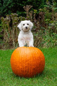 Portrait of a dog