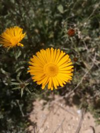 Close-up of yellow flowers blooming outdoors