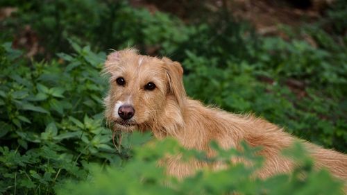 Portrait of dog on grass