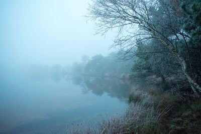 Trees on landscape against sky during foggy weather