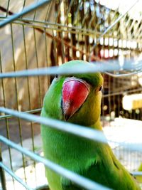 Close-up of parrot perching in cage