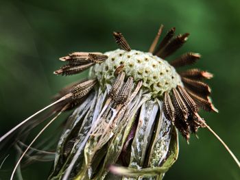 Close-up of dry flower