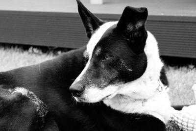 Close-up of dog resting