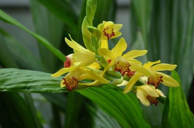 Close-up of yellow flowers blooming outdoors