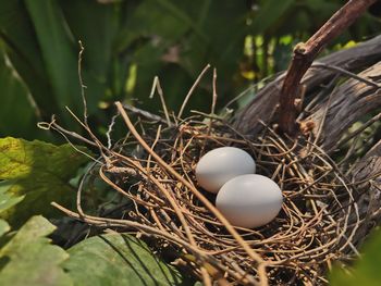 High angle view of eggs in nest