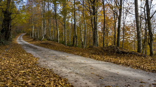 Road amidst trees in forest during autumn