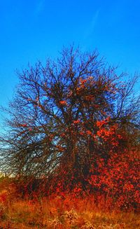 Low angle view of trees in forest against clear sky