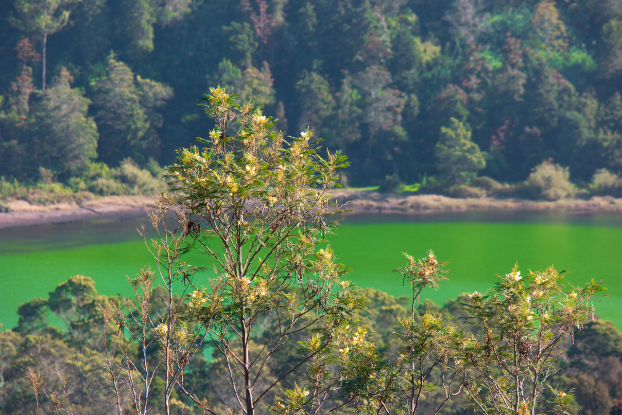 SCENIC VIEW OF LAKE AGAINST TREES