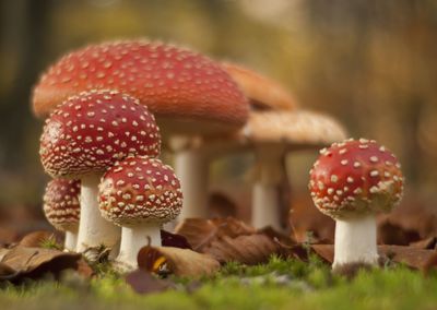 Close-up of fly agaric mushroom on field