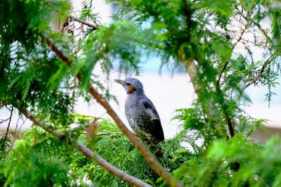 Low angle view of bird perching on tree