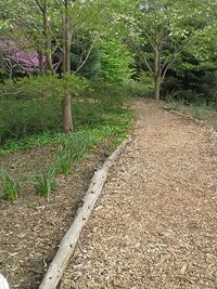 Dirt road amidst trees