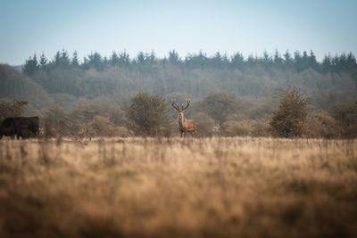 View of deer on field against sky