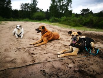Dogs relaxing on sand