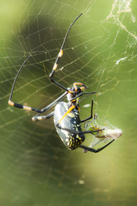 Close-up of spider on web