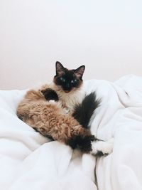 Portrait of cat resting on bed