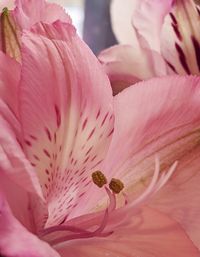 Close-up of pink rose flower