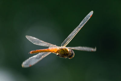 Close-up of dragonfly flying