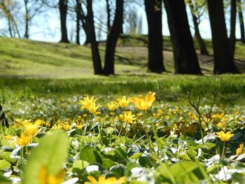 Close-up of yellow flowers blooming in field