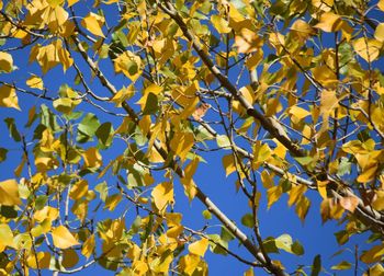 Low angle view of tree against clear blue sky