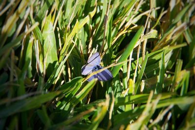 Close-up of butterfly on purple flower