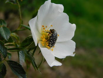 Close-up of bee pollinating on flower