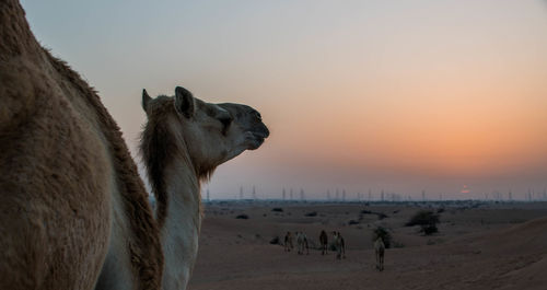 Close-up of horse on beach against sky during sunset