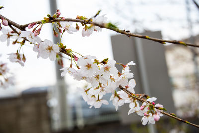 Close-up of cherry blossoms in spring