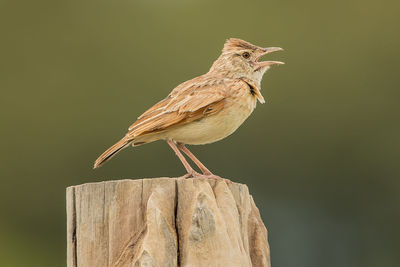 Close-up of bird perching on wooden post