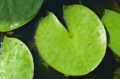 High angle view of water lilies floating on pond