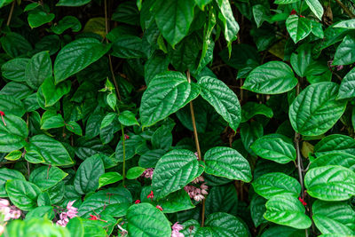 Full frame shot of green leaves