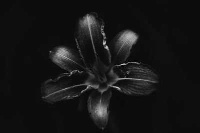 Close-up of flower over black background