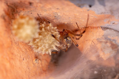 Close-up of spider