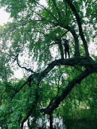 Low angle view of tree