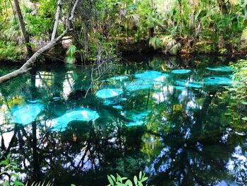 Scenic view of lake in forest