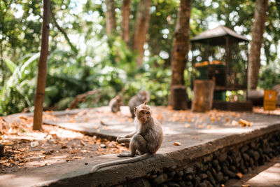 Young balinese long tailed monkey during feeding time