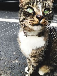 Close-up of cat on road