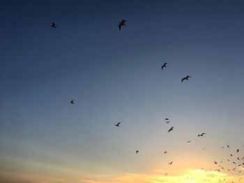 Low angle view of silhouette birds flying against clear sky