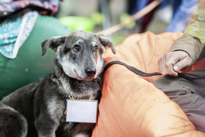 Midsection of man holding dog