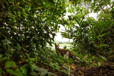 View of a monkey on tree trunk